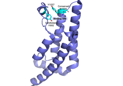 Important binding site residues highlighted above displayed here in the ATAD2B bromodomain (PDBID: 3LXJ)
