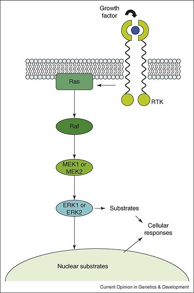 Diagram of the RAS-RAF-MEK-ERK pathway.