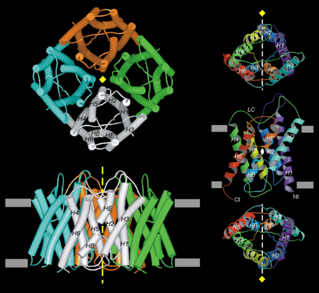 Image:AQP-Figure-3-Full.gif