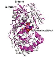 Binding of UDP sugar with 2-Epimerase