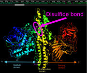 Figure 2 : Global aspect of C.botulinum neurotoxin serotype A (made using PyMol and modified with Inkscape by Xavier Hartmann)