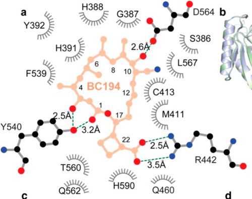 Representative image of human TARS binding sites of BC194, TARS inhibitor. These sites show potential areas of where angiogenic activity of TARS. Note residue H388 and R442, amino acids that play important role catalytic activity, were found to interact with BC194, showing a potential of aminoacylation activity to possibly interconnect with angiogeneic activity. Not shown is TARS conformation change after presence of BC194 also a possible mechanism of inhibiting angiogeneic activity. 