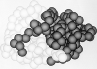 Contacts between Papain Subunits..