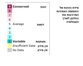 משמעות הצבעים בהדמיית זהות חומצות האמינו