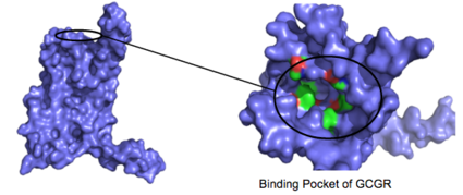 Figure 3: Binding Pocket Residues: Residues with side chains of carbon(utilizing the hydrophobic effect) are shown in green and side chains containing oxygen (hydrophilic) are shown in red. The properties of hydrophobicity and hydrophilicity of the residues create the binding affinity of glucagon. This image depicts the open conformation of GCGR.