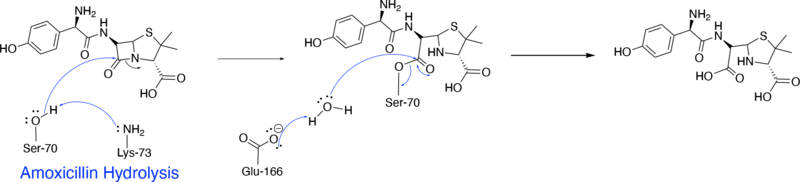 Image:Beta-lactam hydrolysis.png