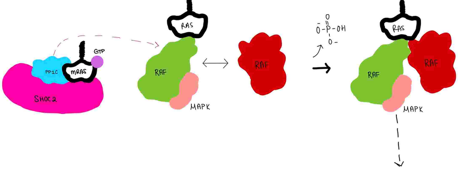 Figure 4:PP1C dephosphorylates RAF protein at serine 259