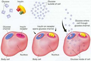 Function of Insulin