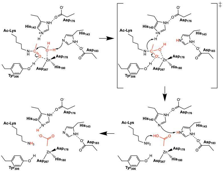 Image:Hdac mechanism mm.png