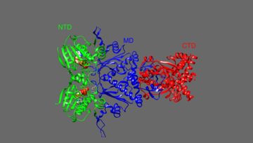 Figure 1: Hsp90 Domains Chimera PDB:5fwl Verba et al.
