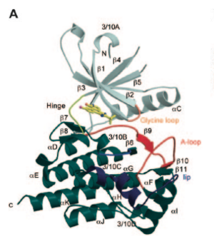 Ribbon representation of Jak2 structure as determined by Dr. Isabelle S. Lucet et al