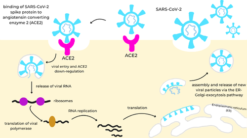 SARS-CoV-2 infection cycle: the viral spike protein (cyan) binds to the ACE2 receptor (magenta) on the cell surface, triggering endocytosis and ACE2 down-regulation, release of viral RNA into the cytosol, translation of the viral polymerase and genome replication, synthesis of structural proteins in the endoplasmic reticulum (ER), and assembly and release of new virions via the ER-Golgi-exocytosis pathway.