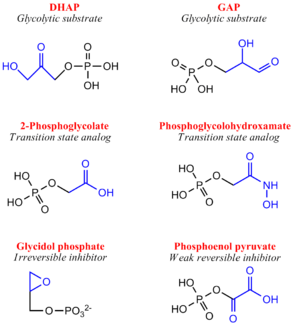 Inhibitors of Triose Phosphate Isomerase