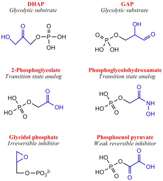 Image:TPIinhibitors.png