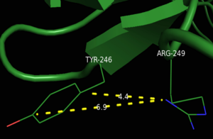 Cation-pi Interaction- A cation-pi interaction between Tyr246 and Arg249 in cGMP-dependent protein kinase Ia was identified (PDB 3SHR). Distance between the amine of the arginine and the center of the tyrosine ring measures approximately 5.6Å. Average cation-pi distance was determined by averaging the distances from the amide of the arginine to the shortest and furthest points on the tyrosine ring. The electrostatic interaction energy measures -4.53 kcal/mol and the van der Waals interaction energy measures -3.35 kcal/mol as determined by http://capturecaltech.edu. (PDB 3SHR).