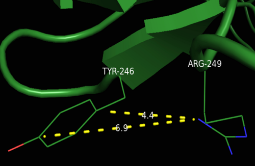 Cation-pi Interaction- A cation-pi interaction between Tyr246 and Arg249 in cGMP-dependent protein kinase Ia was identified (PDB 3SHR). Distance between the amine of the arginine and the center of the tyrosine ring measures approximately 5.6Å. Average cation-pi distance was determined by averaging the distances from the amide of the arginine to the shortest and furthest points on the tyrosine ring.  The electrostatic interaction energy measures -4.53 kcal/mol and the van der Waals interaction energy measures -3.35 kcal/mol as determined by http://capturecaltech.edu. (PDB 3SHR).