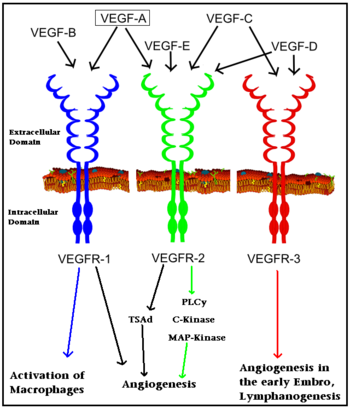 Interaction of VEGFs with VEGFRs. Colored arrows indicate major pathway. Black arrows indicate minor pathway. Adapted from  