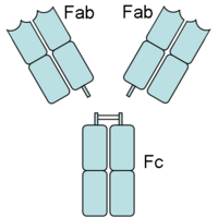 Antibody Cleavage by Papain