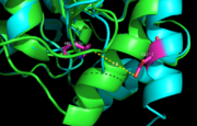 Figure 7. Ag85C-Hg active site. Glu228 and His260 are shown in red.  The addition of p-chloromercuribenzoic acid disrupts the hydrogen bond between the two resides, causing a change in the helix conformation of this modified structure. The native structure is shown in green and the relaxed, modified structure is shown in blue.