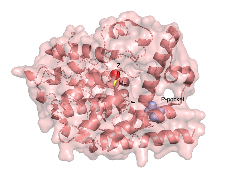 Image:CatalyticDomain.png