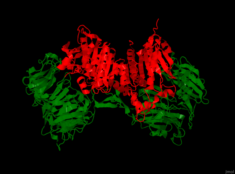 Image:DPP4Homodimer.png