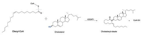 Figure 1: Function of ACAT