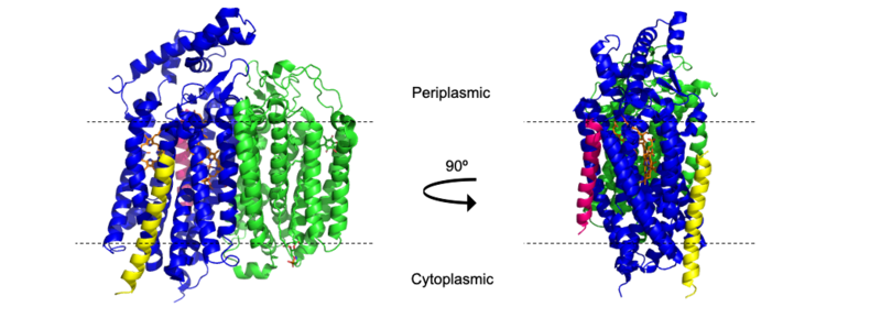 Image:Transmembrane bd ox.png