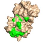 "Figure 3:"Dorsal side with green conserved residues that interact with eIF4