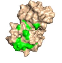 "Figure 2:"Dorsal side with green conserved residues that interact with eIF4.