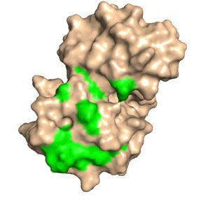 "Figure 3:"Dorsal side with green conserved residues that interact with eIF4