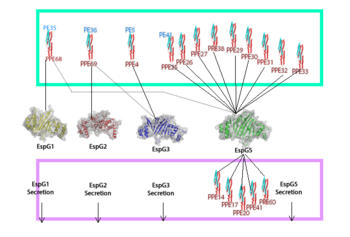 "Specificity of EspG Binding"