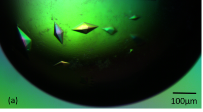 Fig. 1a Crystals of RoAb13 complexed with the 31 peptide