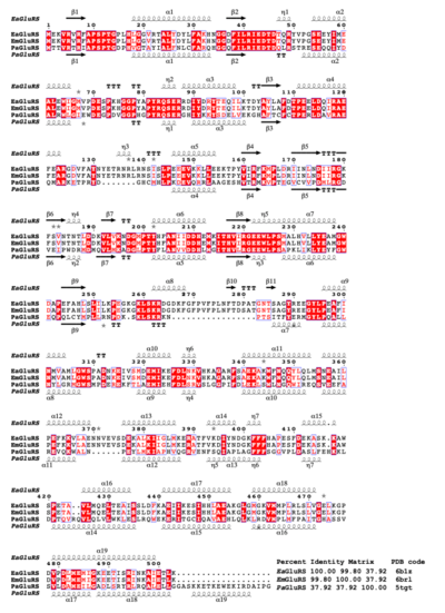 Structural and primary sequence alignment of EaGluRS, EmGluRS, and PaGluRS. The secondary structure elements are as follows: α- helices are shown as large coils, 310 helices are shown in small coils labeled η, beta-strand are shown in arrows labeled β, and beta-turns are labeled TT. The identical residues are shown on a red background with conserved residues in red and conserved regions in blue boxes.