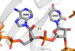 Figure 2:Ade2 donating a hydrogen to the phosphate O of Ura3.