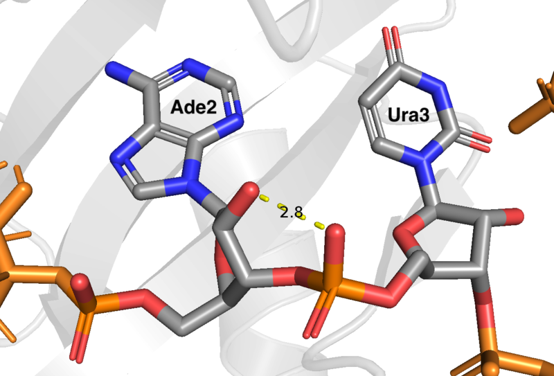 Image:Hrp1 Ade2-Ura3 Int..png
