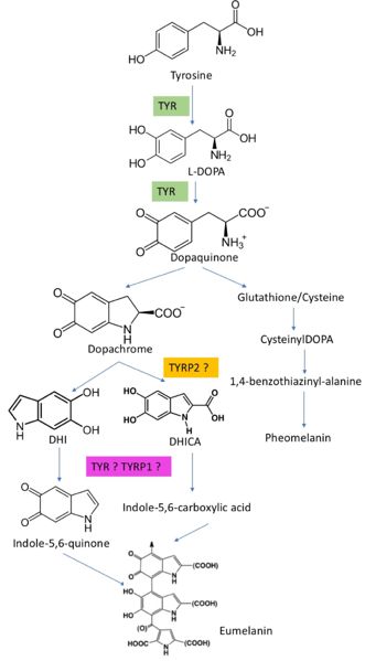 Image:Melanin biosynthesis.jpg