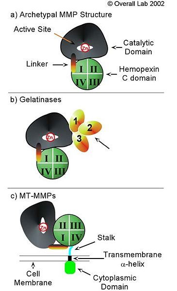 Image:Mmp structure.jpg