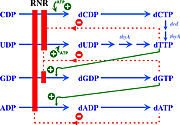 Figure 6: Modulation of RNR Ia activity by binding deoxyribonucleotide triphosphates to the S site (Torrents, 2014).