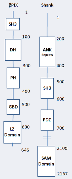 Image:Shank Schematic.png