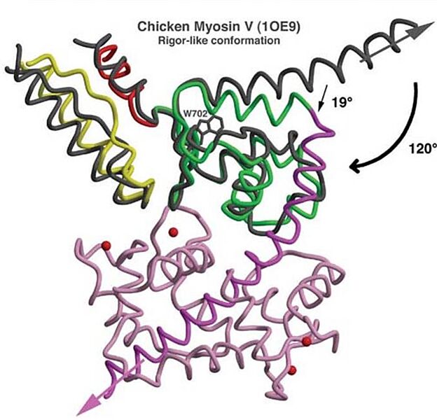 Image:Comparison MyoVI and MyoV.jpg