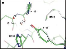 Fig.2: Cu(I) binding geometry