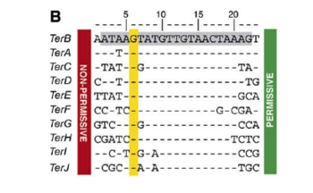 E. coli ter consensus [4]