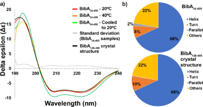 (a) Circular dichroism spectra of freshly prepared and intact BibA34–400 sample at 20°C (red), at 40°C (orange) and denatured at 80°C followed by cooling to 20°C (green), the standard deviation error between the BibA34–400 samples (gray dotted line) and the spectrum generated from the BibA126–398 crystal structure (black). Two negative peaks at 208 and 222 nm typical of a α-helical secondary structure were observed for the BibA34–400 sample. (b) Estimated secondary-structure content (%) of BibA34–400 sample in solution (top) and the spectrum generated from the BibA126–398 crystal structure (bottom).