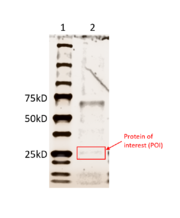 Results from running an SDS-PAGE with the purified 3HDT