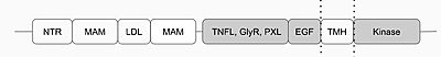 Fig.1 Anaplastic Lymphoma Kinase and its domains. The region from NTR to the MAM is the Heparin Binding Domain. The TNFL-PXL are the extracellular domains and the EGF is the domain that binds the extracellular region with the extracellular region of the transmembrane. The TMH is the transmembrane domain. The kinase domain is the intracellular portion of the ALK.