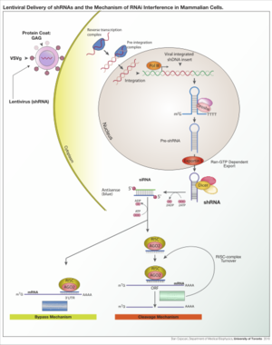 Schematic of RNAi Interference in Mammalian Cells