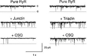CASQ2 and the regulation of Ca2+ release in the cytoplasm.