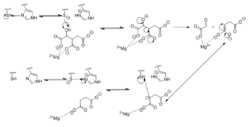 Figure 6. Observed Mechanism for the Breakdown of Isocitrate by Isocitrate Lyase. His193 shifts the pKa of Cys191 and removes its proton. This allows Cys191 to extract a proton from the hydroxyl group of isocitrate. The resulting oxyanion forms a carbonyl and forces the lysis of a C-C bond. Glyoxylate and the enol form of succinate are formed and stabilized with a Mg2+ ion. The succinate enolate resonates and extracts the proton back from Cys191 to form succinate.