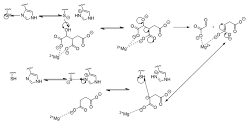 Figure 5. Observed Mechanism for the Breakdown of Isocitrate by Isocitrate Lyase.