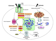 Caspases in the apoptotic pathway